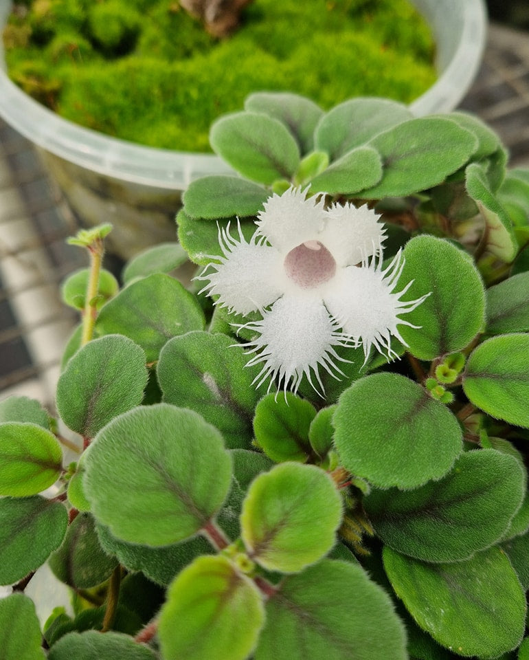 Alsobia sp. (Costa Rica) 】多肉質な小型イワタバコ科草本 / コスタリカ高地産 / 熱帯植物 - 観葉植物