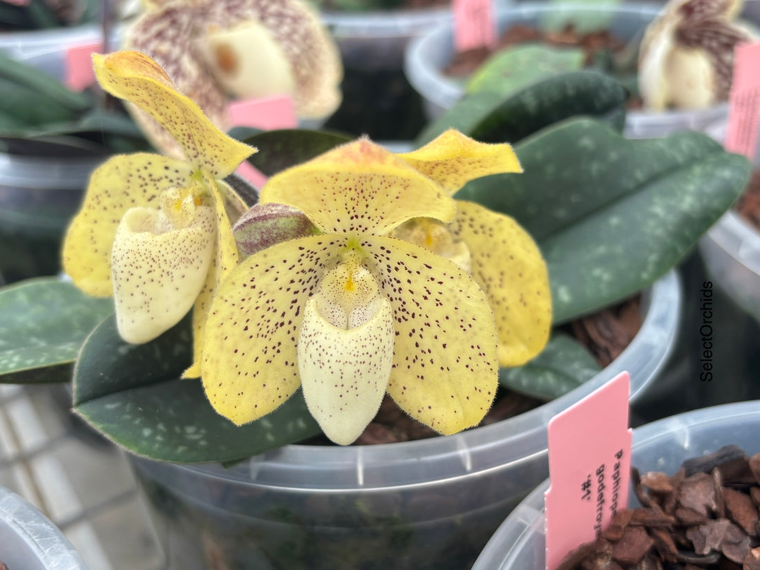 Paphiopedilum Species