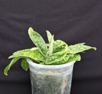 Paphiopedilum-Cymatoden