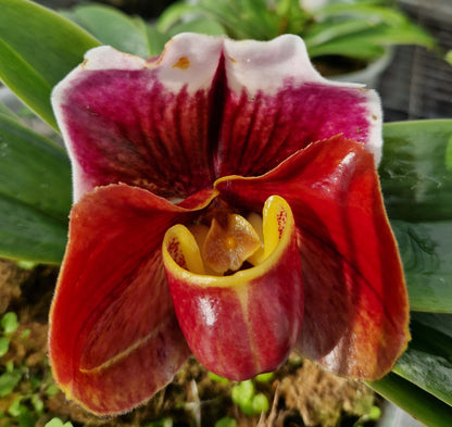 Paphiopedilum California Glow