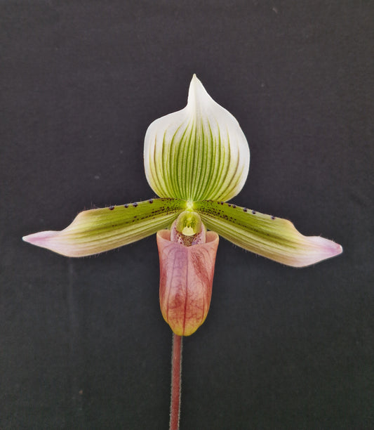 Paphiopedilum masupi