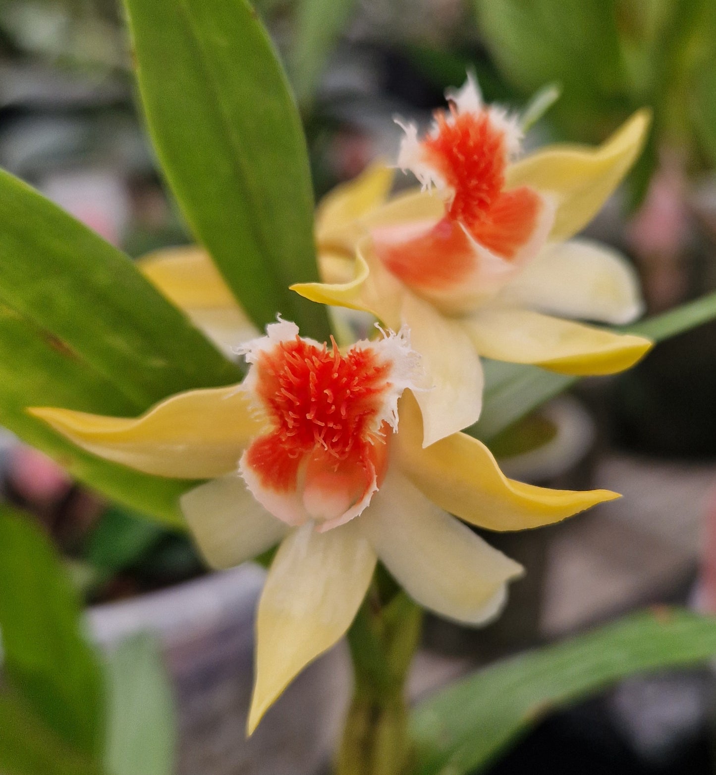 Dendrobium schrautii