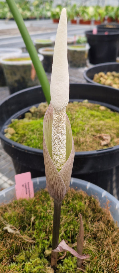 Amorphophallus crispifolius