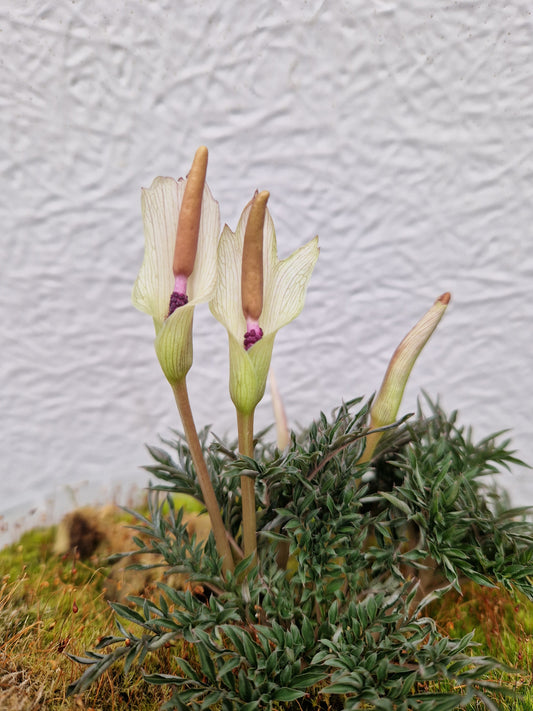 Amorphophallus ongsakulii