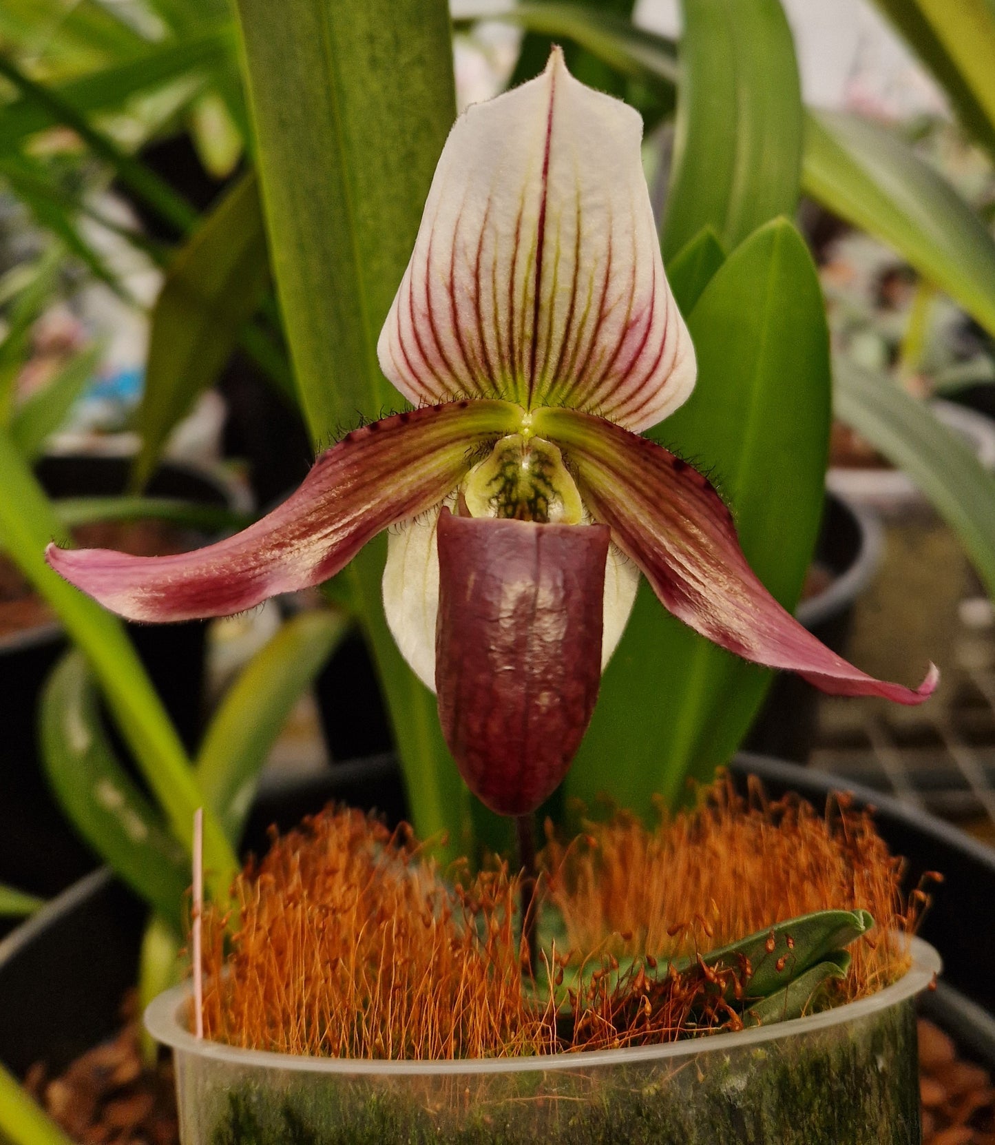 Paphiopedilum canhii x calleux