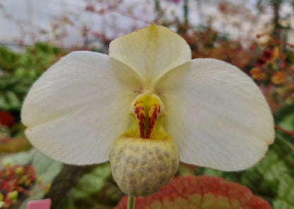 Paphiopedilum emersonii ( huonglanae)