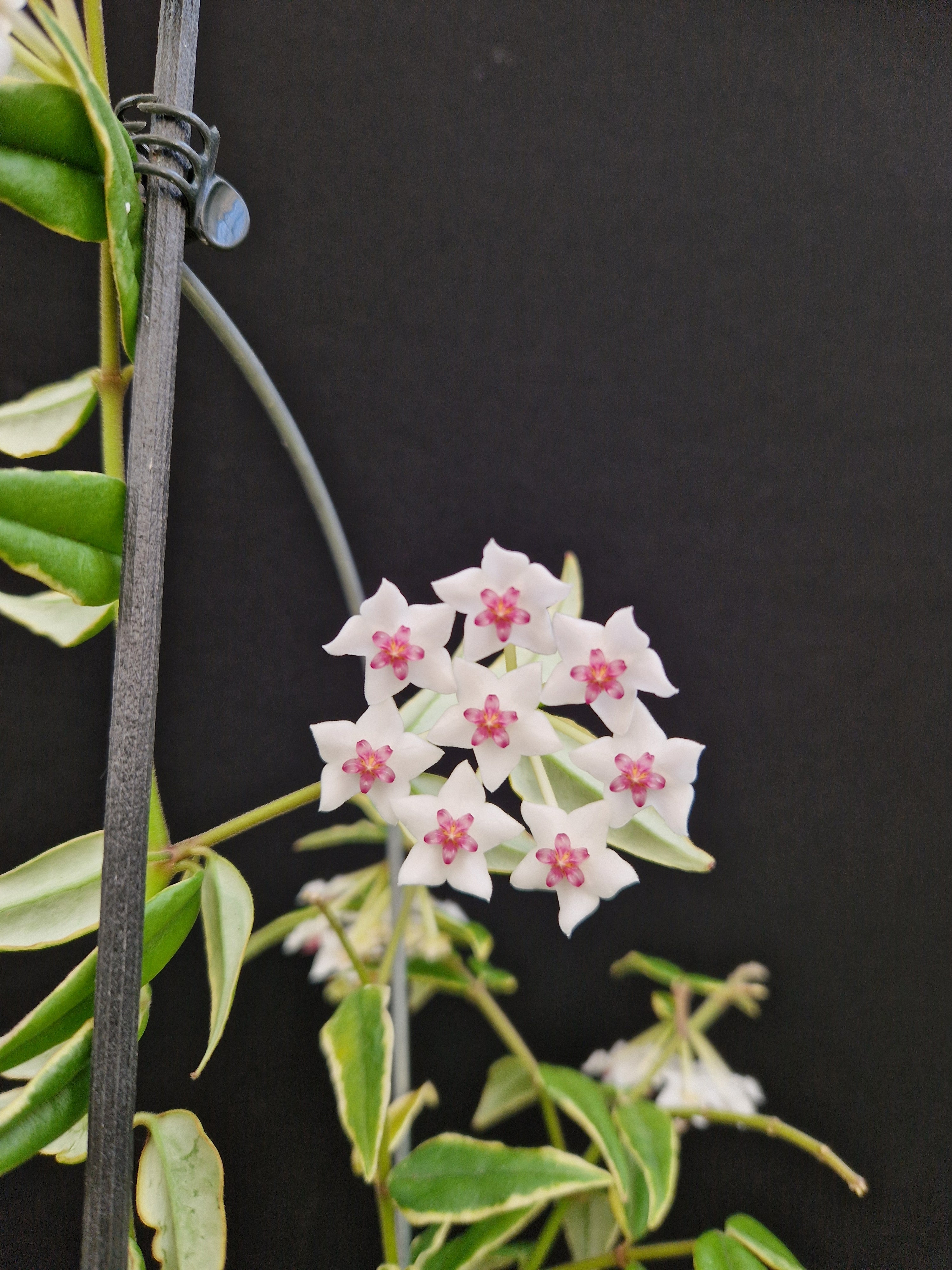 Hoya bella albomarginata retailer hoya plant