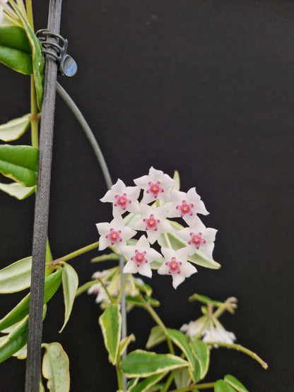 Hoya bella albomarginata