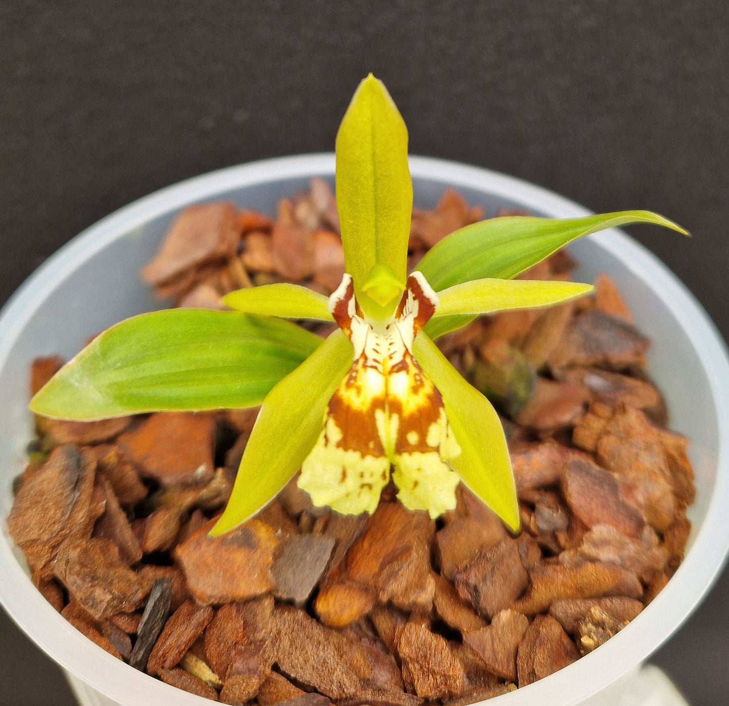 Coelogyne schilleriana