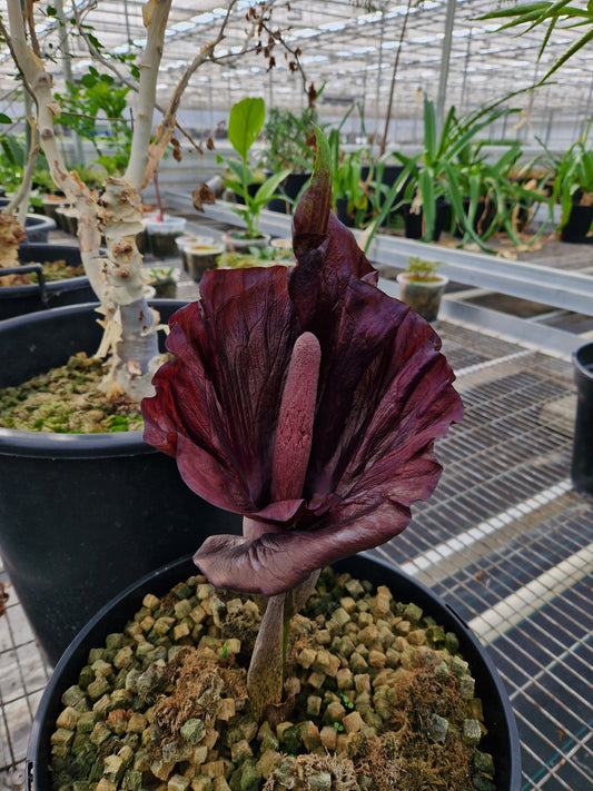 amorphophallus mossambicensis (CT)