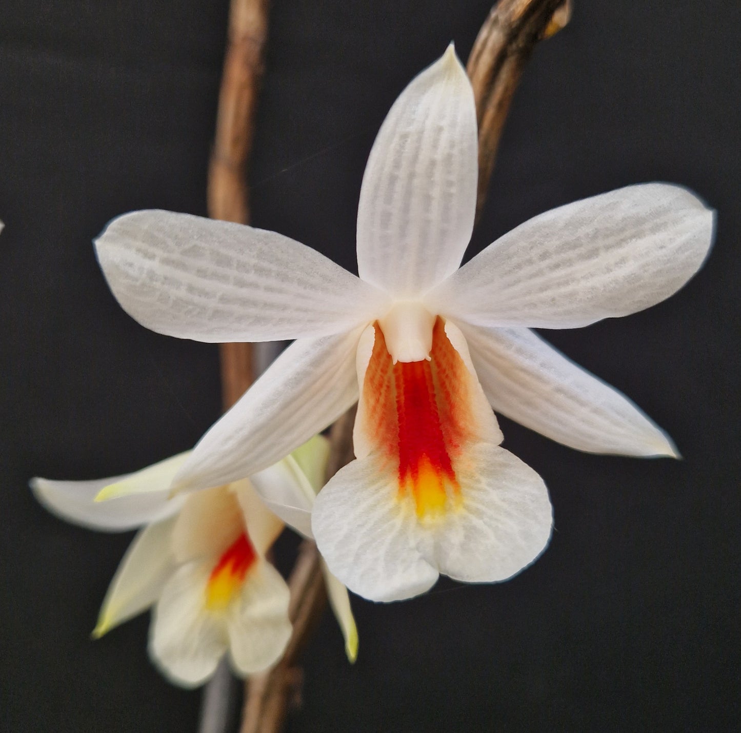 Dendrobium fuerstenbergianum