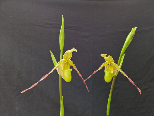 Phragmipedium longifolium 4n 'EYOF'