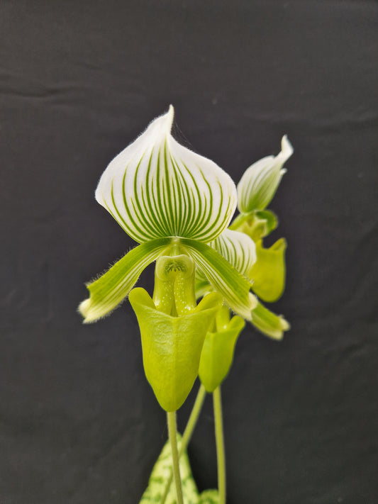 Paphiopedilum Onyx 'La Tuilerie'