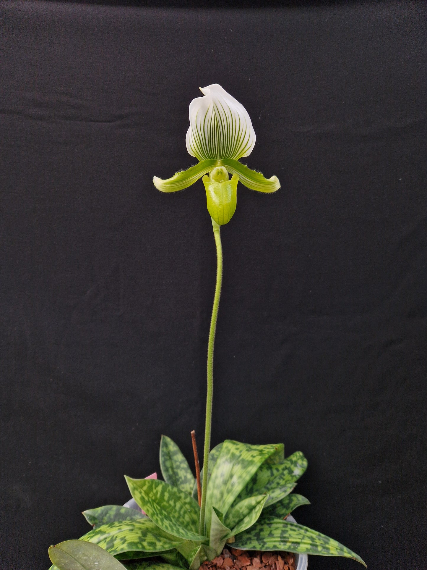 Paphiopedilum Maudiae 'AMCO'