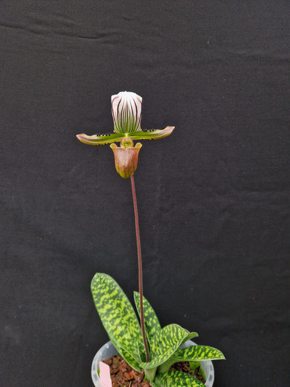 Paphiopedilum lawrenceanum SM/DOG