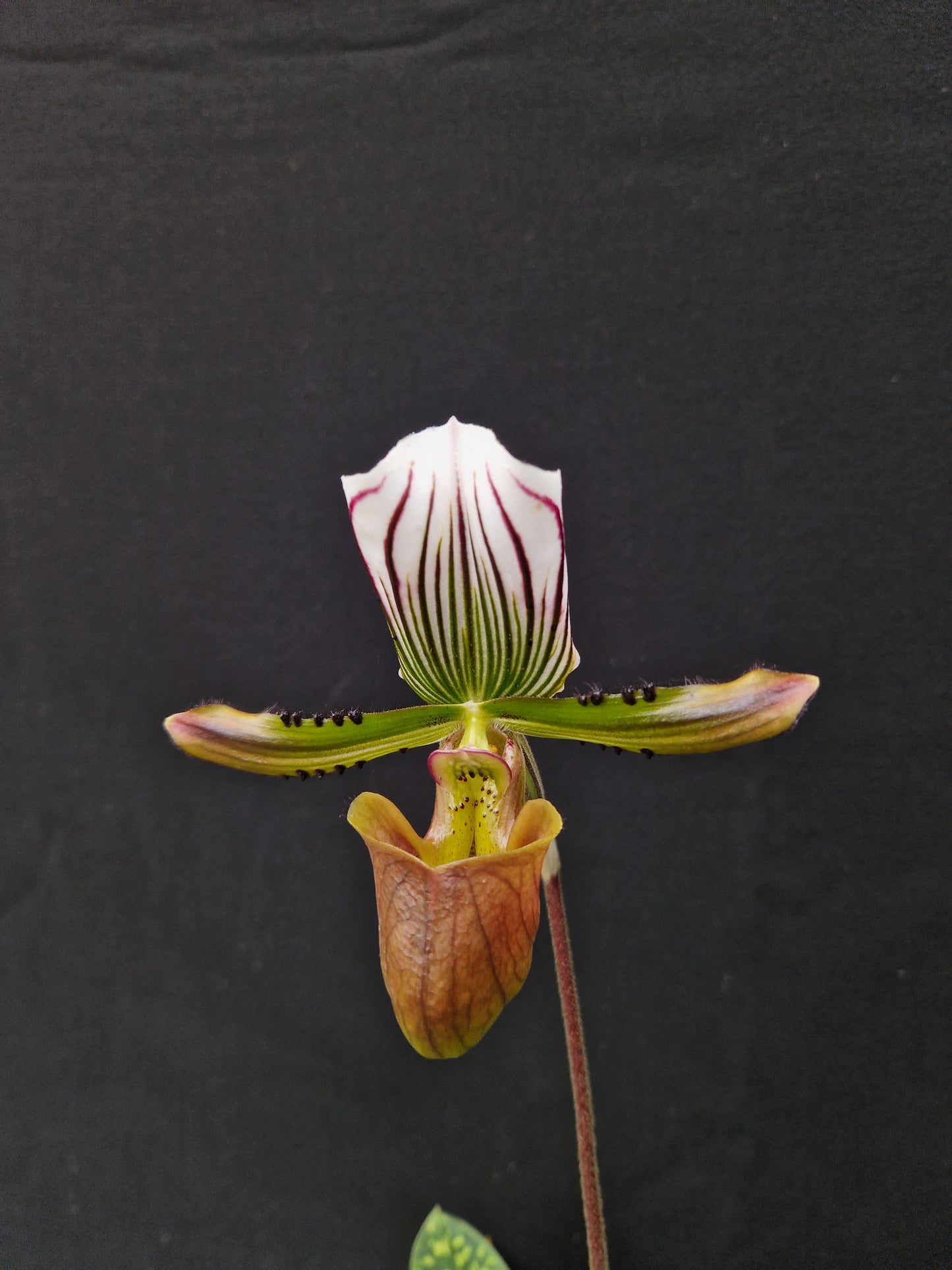 Paphiopedilum lawrenceanum SM/DOG