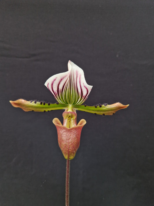 Paphiopedilum lawrenceanum #2