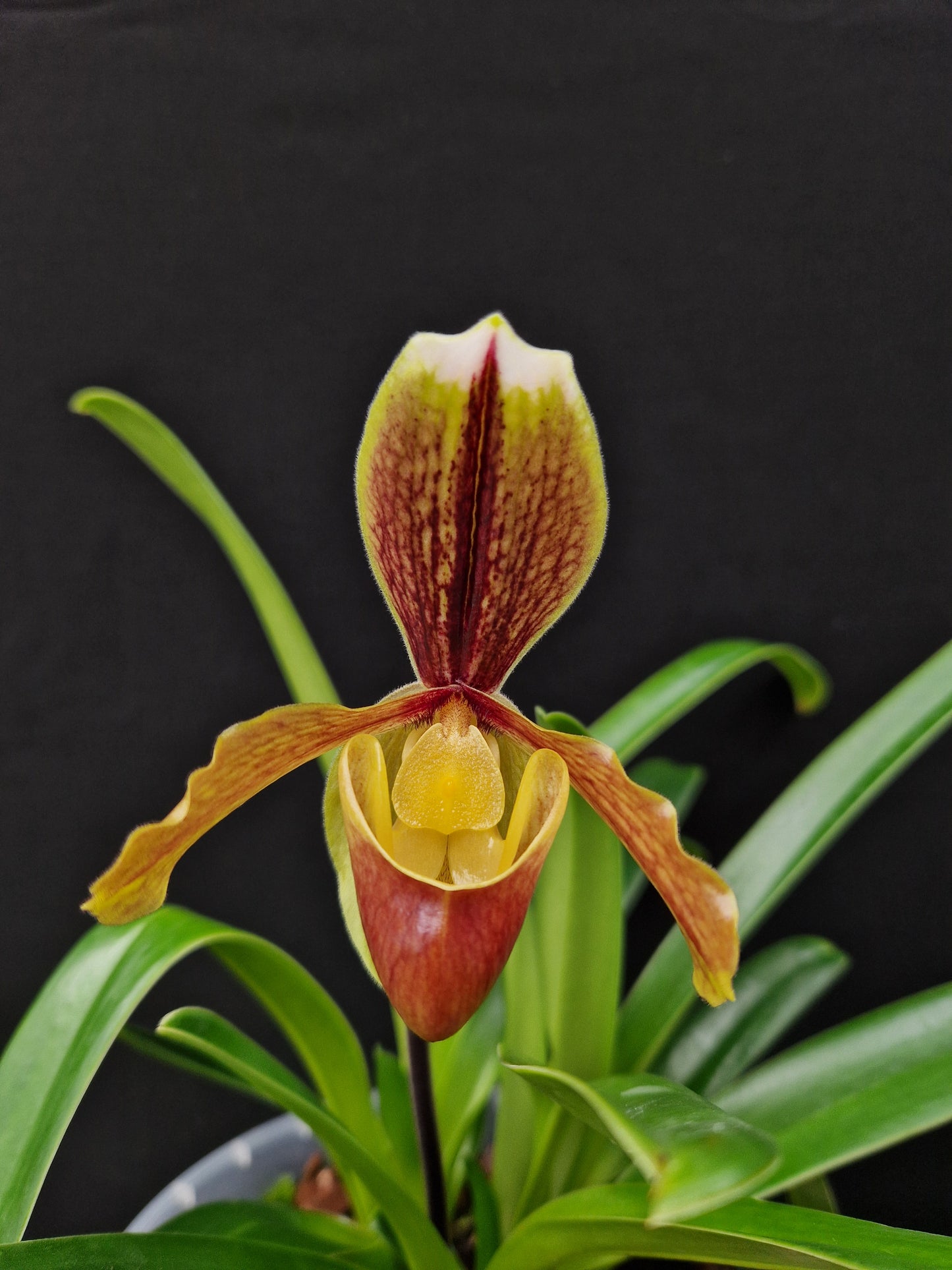 Paphiopedilum sulivongii