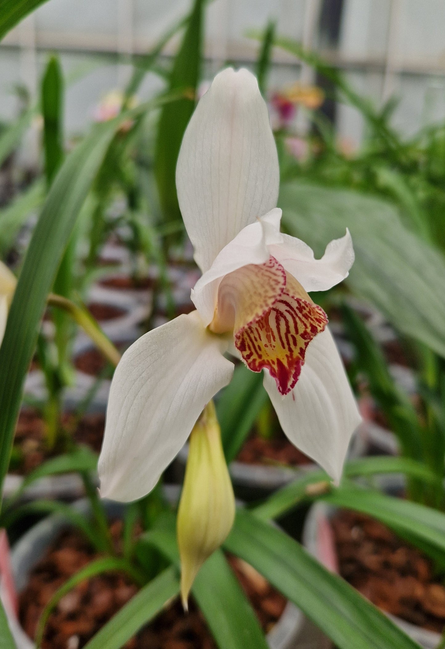 Cymbidium erythrostylum