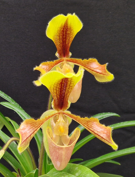 Paphiopedilum laichauense