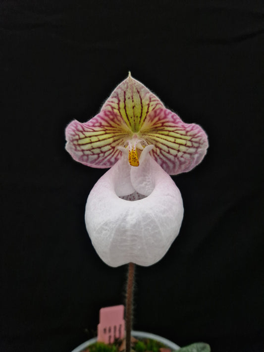 Paphiopedilum micranthum fma eburneum