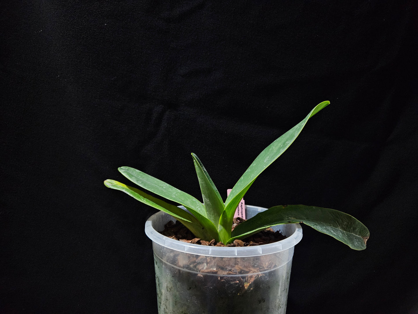 Paphiopedilum dianthum