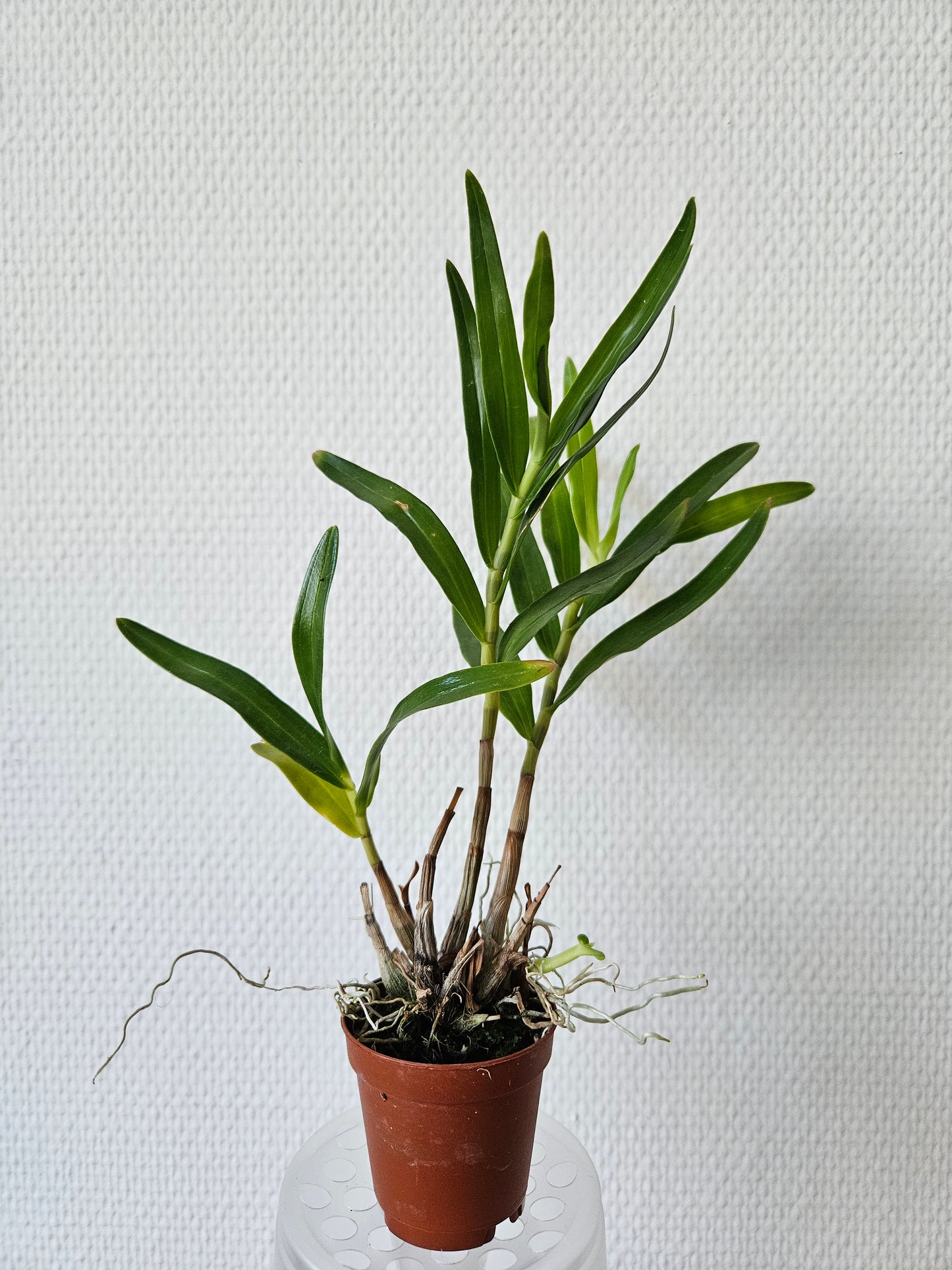 Dendrobium tannii