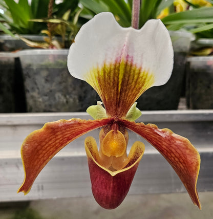 Paphiopedilum Harbur 'Comet'