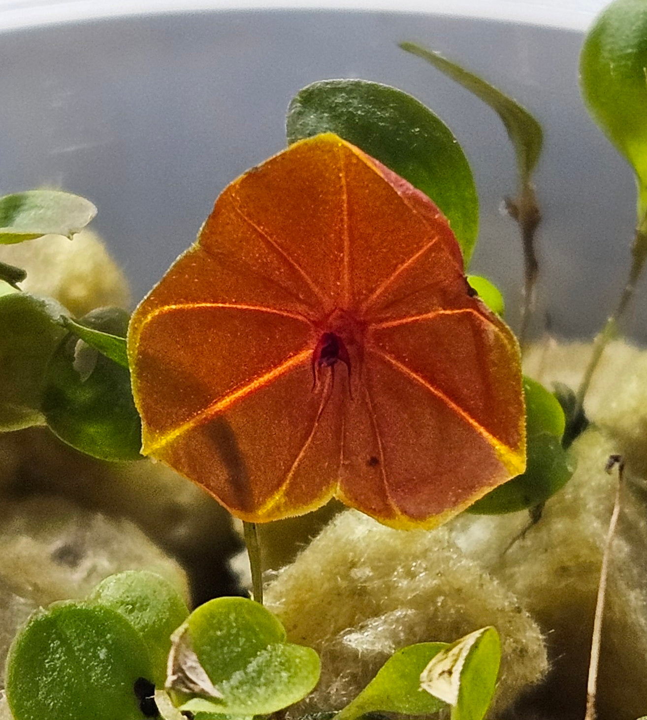 Lepanthes telipogoniflora