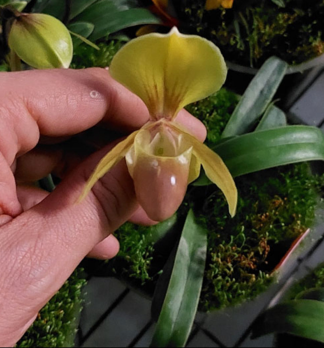 Paphiopedilum helenae Flask