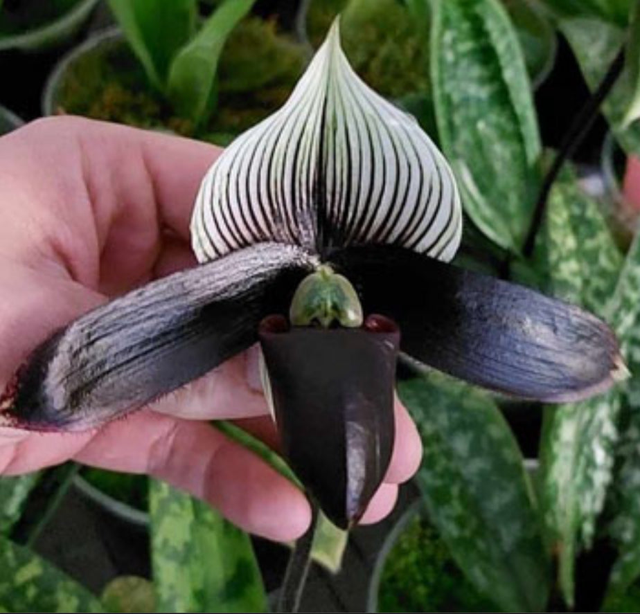 Paphiopedilum Petula's Sensation '#2' x rothschildianum 'PP #11' Flask