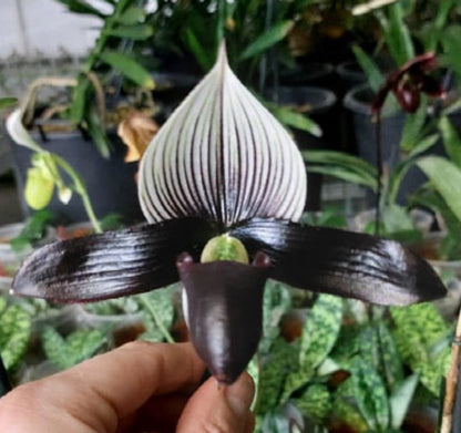 Paphiopedilum Petula's Sensation '#1' x rothschildianum 'PP Dark' Flask