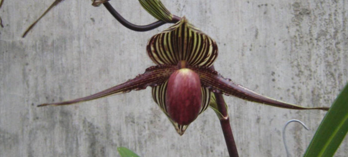 Paphiopedilum Oakes Ames = ciliolare 'Mindanao' x rothschildianum 'Mt Millais' FCC/RHS/AOS Flask