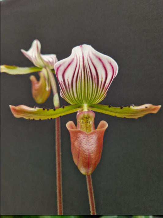 Paphiopedilum lawrenceanum 'SM/DOG' x '2' Flask