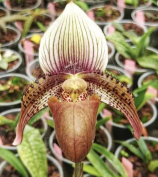 Paphiopedilum Oakes Ames = ciliolare 'Mindanao' x rothschildianum 'Mt Millais' FCC/RHS/AOS Flask