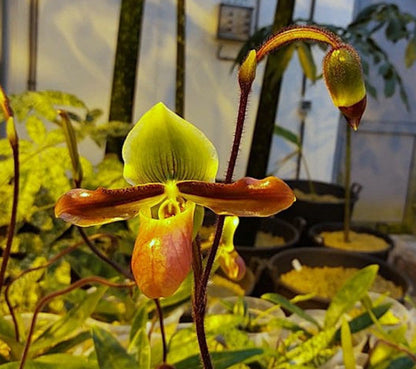 Paphiopedilum mastersianum 'Giant #1' x 'Giant #2' Flask