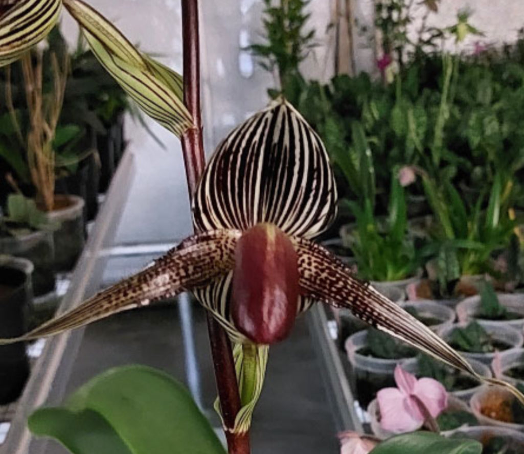 Paphiopedilum Petula's Sensation '#1' x rothschildianum 'PP Dark' Flask