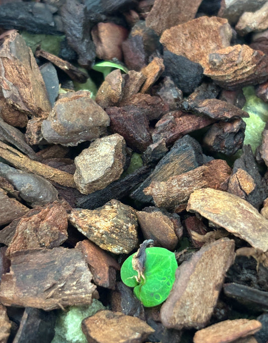 Corybas geminiggibus