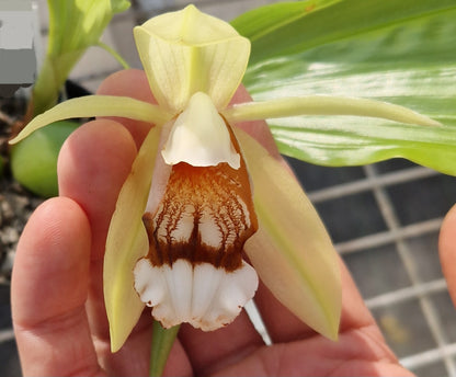 Coelogyne septemcostata