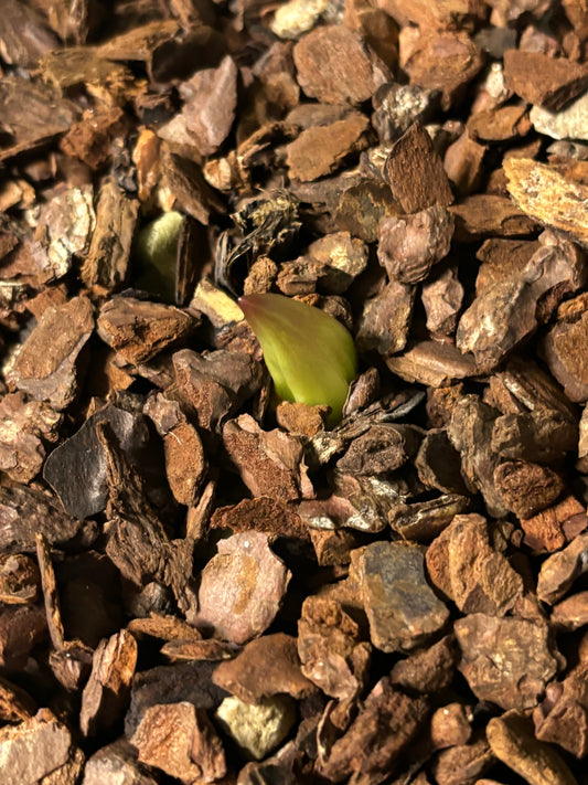 Cypripedium lichiangense