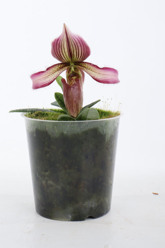 Paphiopedilum Laos Lady Clair 