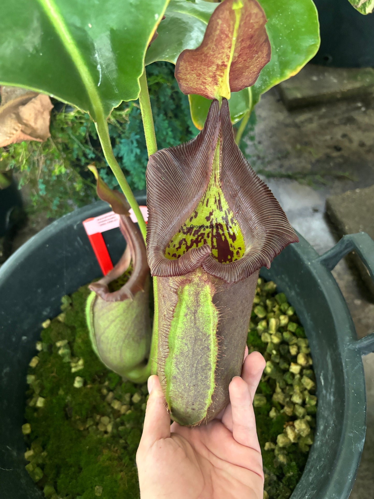 Nepenthes robcantleyi/nebularum Flasks