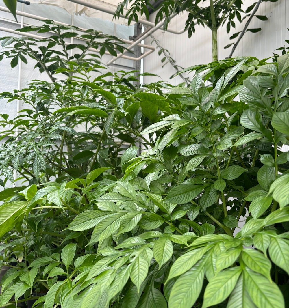 Amorphophallus ferruginosus