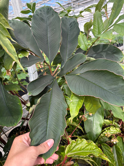 Amorphophallus atroviridis