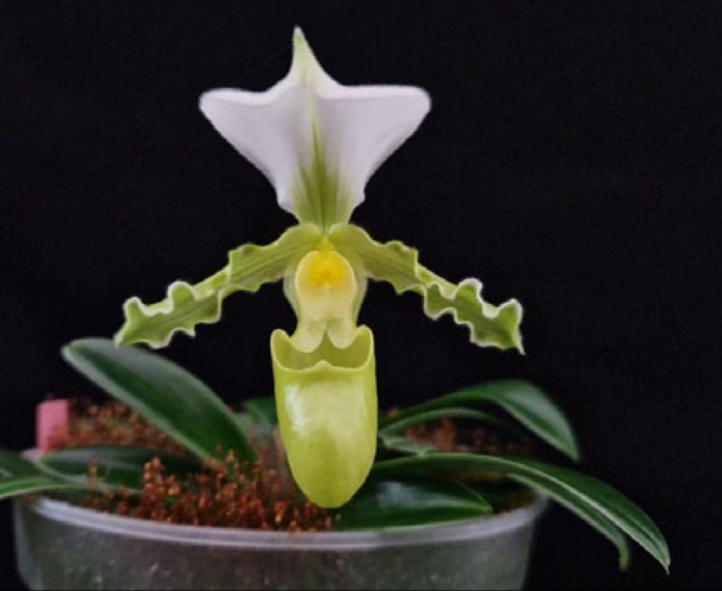 Paphiopedilum tranlienanum var. album x self Flask