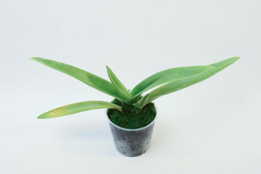 Paphiopedilum Greenriver 'Original'