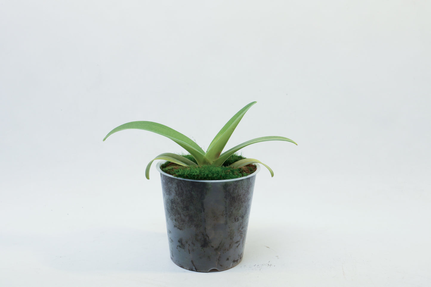 Paphiopedilum Dollomite