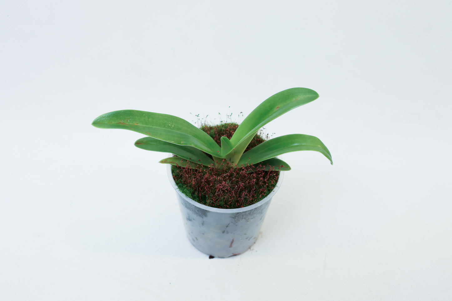 Paphiopedilum rothschildianum 'Tempranillo' x 'Tarentula'