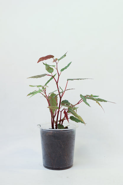 Begonia taiwaniana