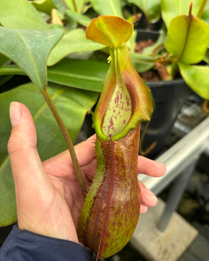 Nepenthes adrianii